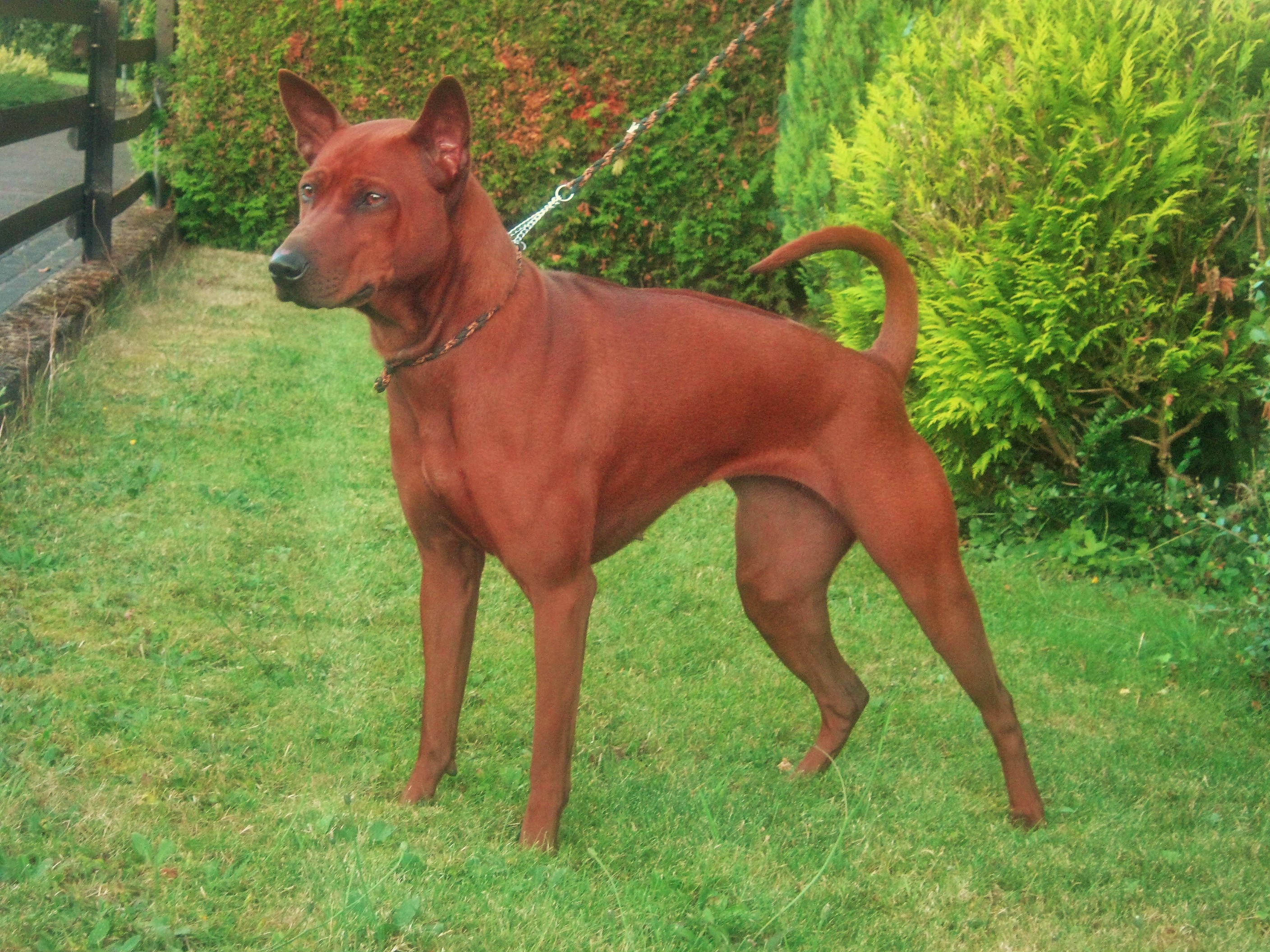 Terra X vom Crown Hill Thai Ridgeback